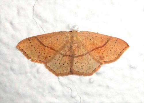 Réf. 228 906 : Cyclophora punctaria